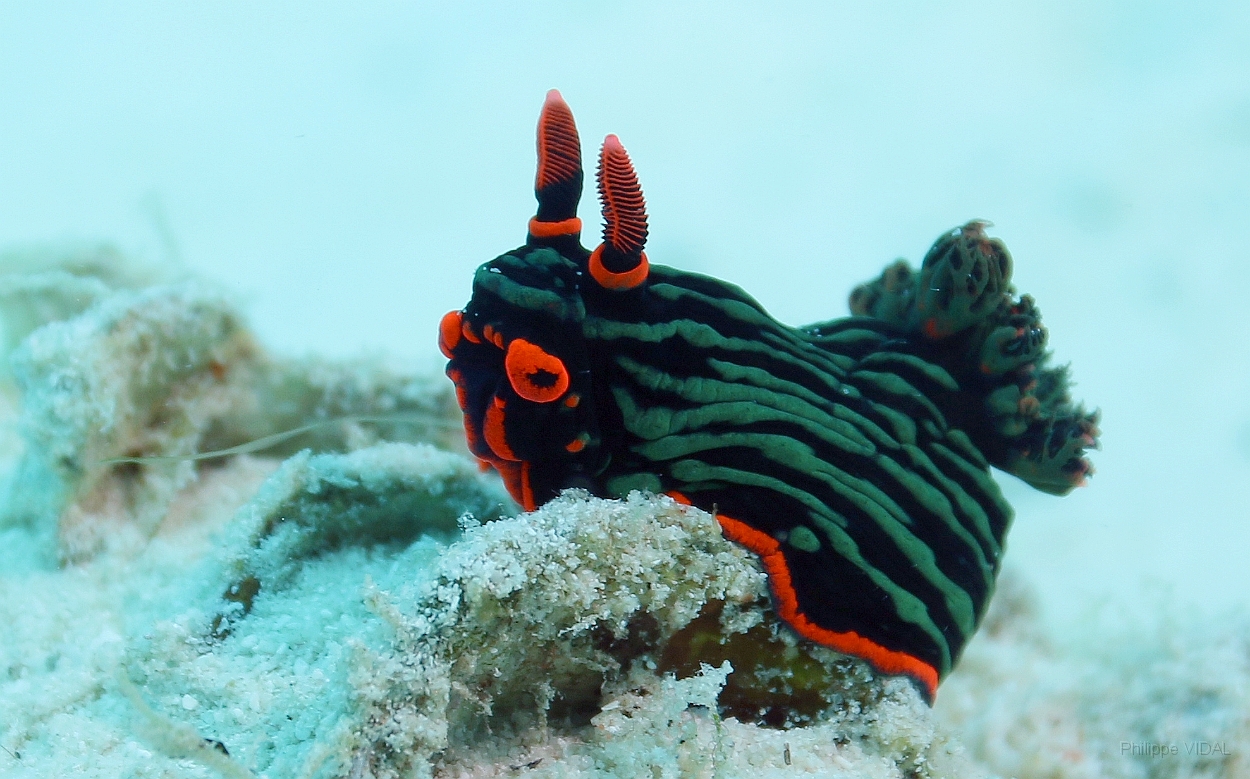 Sipadan_2015_Nudibranche_Nembrotha kubaryana_IMG_3167_rc.jpg